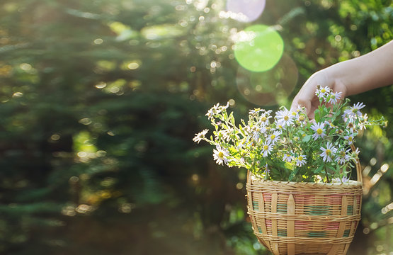 Jacquard basket for children / fantasy forest background