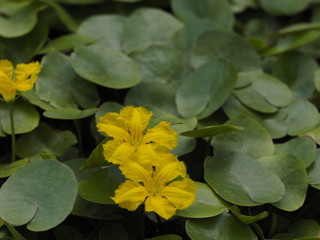 floating heart in the garden