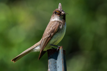 Eastern Phoebe with Insect with Large Wings Inside its Beak