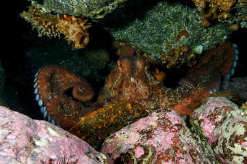 North Pacific Giant Octopus Underwater in Japan