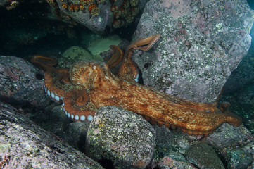 North Pacific Giant Octopus Underwater in Japan