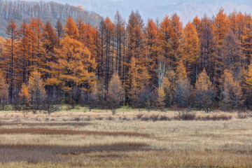 晩秋の小田代原