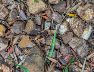 Rocks, leaves and soil,isolated image for background use with copy space