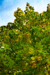 Fototapeta na wymiar Yellow-green foliage of trees