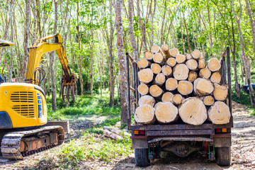 Tree cut lumber industry with truck