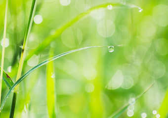 water drop on grass leaf, the rain drop pattern