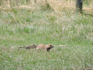 prairie dog