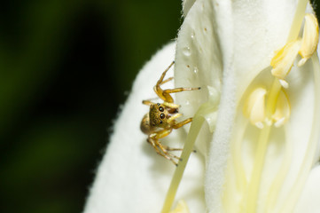 macro spider, macro insect, animal in wildlife, spider in wild