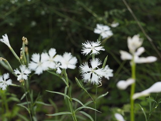 dianthus white flower in the garden