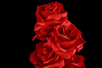 Bouquet of red roses on black background
