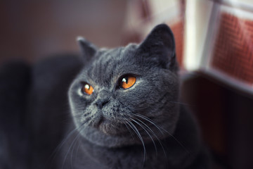 British shorthair cat portrait