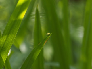 a small insect on the grass