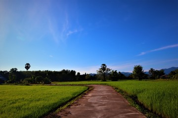 rice field