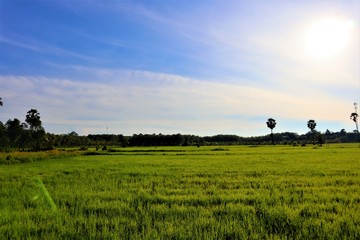 rice  field
