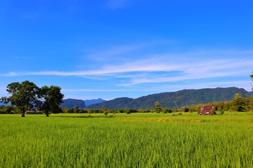 rice  field and blue sky