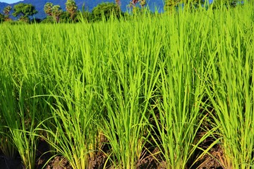 rice  field and blue sky