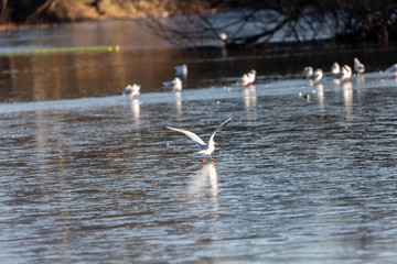 Seagull in fly