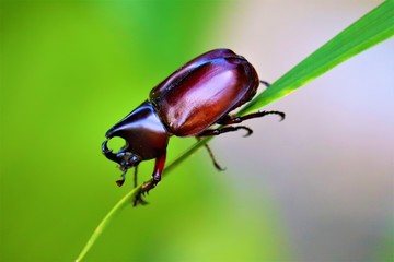 beetle on leaf