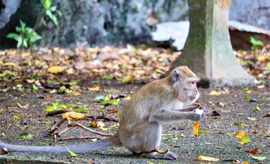 monkey