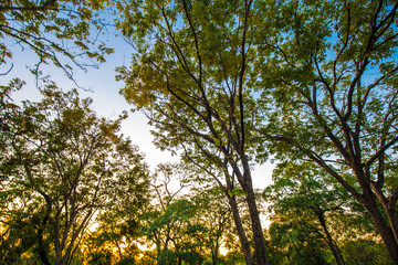 Sunset at city public park colorful sky green field