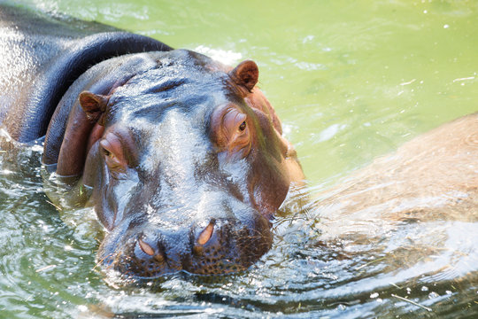 Hippo. Hippo is an animal from the order of cloven-hoofed animals. Lives in Africa. Growth Hippo does not exceed 1.5 m, but the mass can reach 3-3,5 tons.
