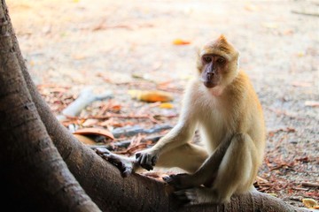 Obraz premium monkey