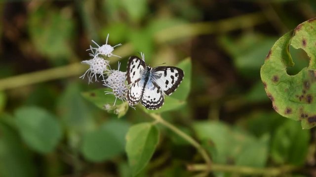 Common Pierrot (Castalius rosimon) butterfly seeking nectar on Bitter bush or Siam weed blossom, Black color stripes and brown spots on white wings of insect with natural  green background