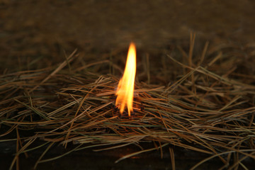 Fire burning on dry pine needles in forest. Burning needles on forest ground.
