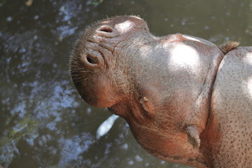 Hipopotamo