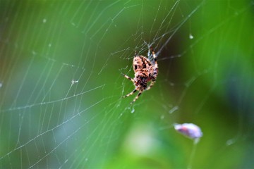 spider on web