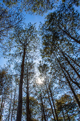 The light from the sun that shines through the pine needles down in the garden.