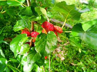 Mulberry fruit and green leaves