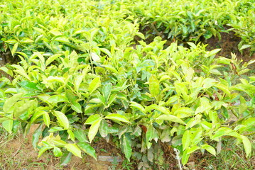 スリランカの紅茶工場見学