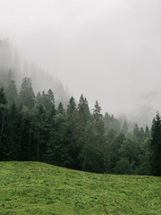 Misty landscape with forest in foggy weather