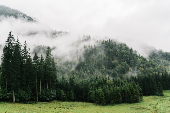Fototapeta Misty landscape with fir forest