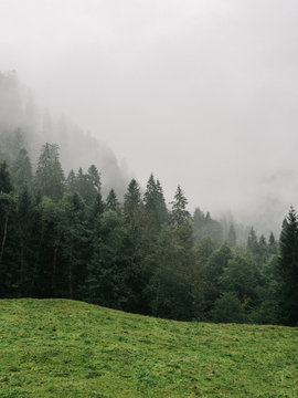 Fototapeta Misty landscape with forest in foggy weather