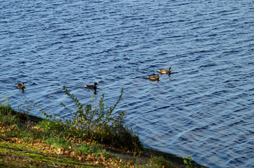 river, blue, water, shore, grass, ducks and drakes, walk, observation