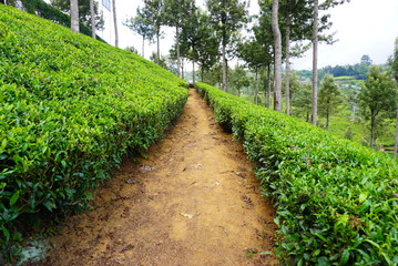 Obraz premium スリランカの茶畑の景色