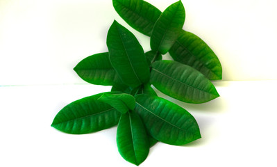 Green leaf on white background.