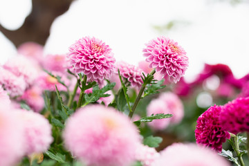 Colorful Chrysanthemum flowers meadow Spring nature background for graphic and card design