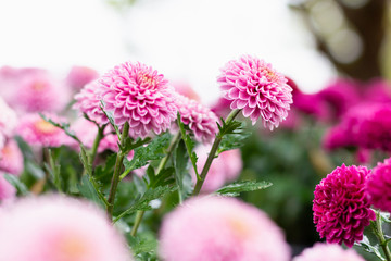 Colorful Chrysanthemum flowers meadow Spring nature background for graphic and card design