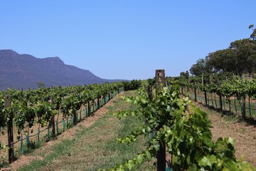Fototapeta na wymiar vineyard in Australia