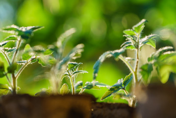 Tomato plants in the early stages of growth.