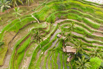 Oblique view of Wet Green Rice Paddy Fields at Tegalalang 