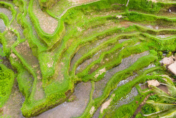oblique view of Wet Green Rice Paddy Fields at Tegalalang 