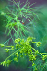 Close up of blooming dill flowers in kitchen garden photo - Image.