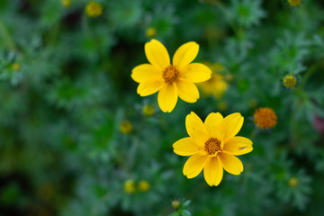 Colorful Cosmos flowers meadow Spring nature background for graphic and card design