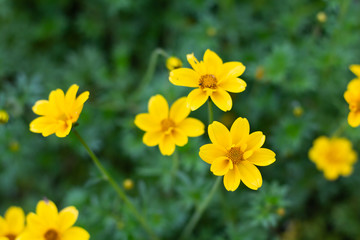 Fototapeta premium Colorful Cosmos flowers meadow Spring nature background for graphic and card design