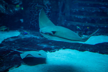 Huge manta ray fish flying underwater among other fish in oceanarium