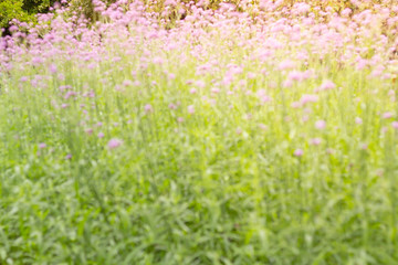 Obraz premium Photo of blurred Colorful Vervain flowers meadow Spring nature background for graphic and card design